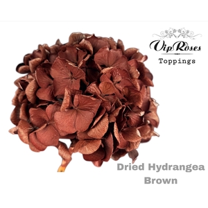 DRIED HYDRANGEA BROWN
