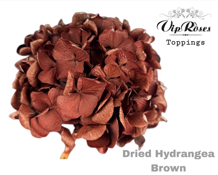 <h4>DRIED HYDRANGEA BROWN</h4>