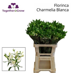 Alst Fl Charme Blanca 60cm