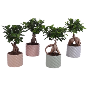 Ficus m. Ginseng Ball Shape Ø12cm in Ø14cm Ceramic SE661