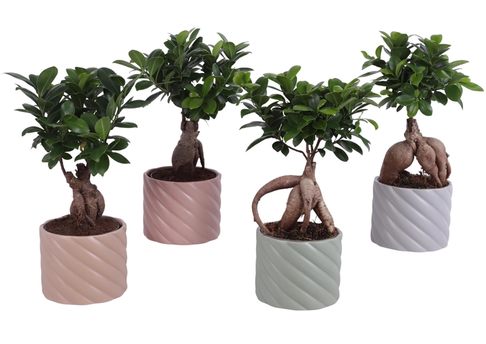 <h4>Ficus m. Ginseng Ball Shape Ø12cm in Ø14cm Ceramic SE661</h4>