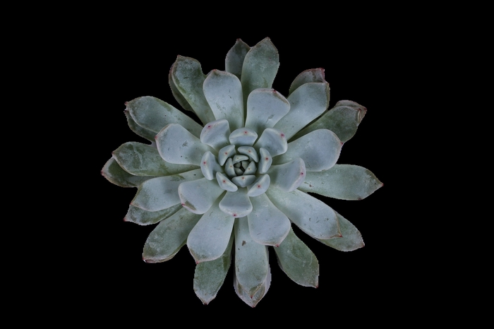 Echeveria Baena Cutflower Wincx-8cm
