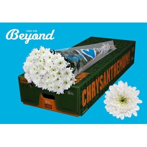 CHRYSANTHEMUM TR 'BALTICA'