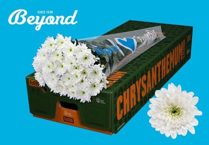 <h4>CHRYSANTHEMUM TR 'BALTICA'</h4>