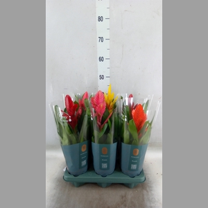 Vriesea   ...mix