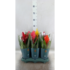 Vriesea   ...mix