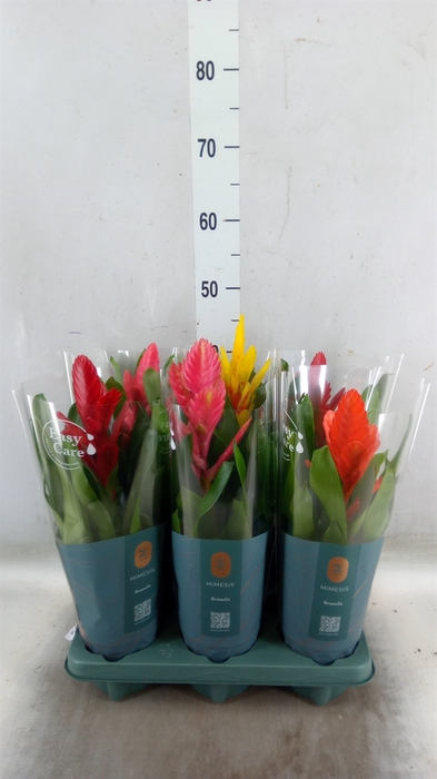 <h4>Vriesea   ...mix</h4>