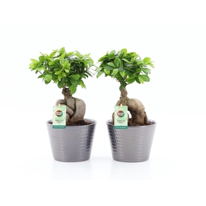 Ficus Ginseng in Wyberline keramiek pot