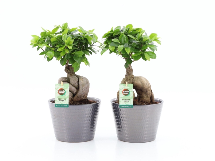 <h4>Ficus Ginseng in Wyberline keramiek pot</h4>