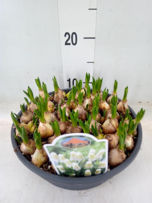 <h4>Muscari  'Siberian Tiger'</h4>