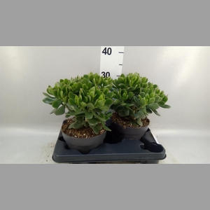 Crassula  'Minova Magic'