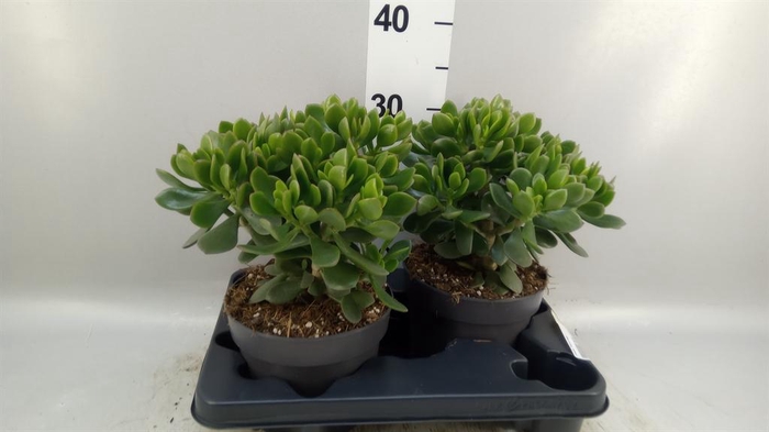 <h4>Crassula  'Minova Magic'</h4>