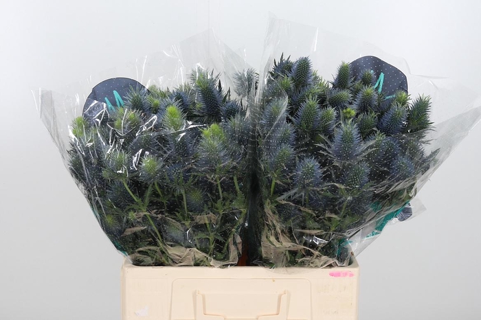 <h4>Eryn Supernova</h4>