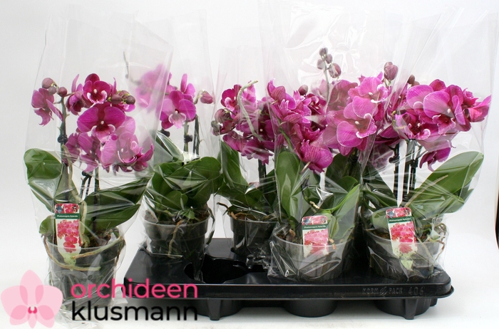 <h4>PHAL GEM</h4>