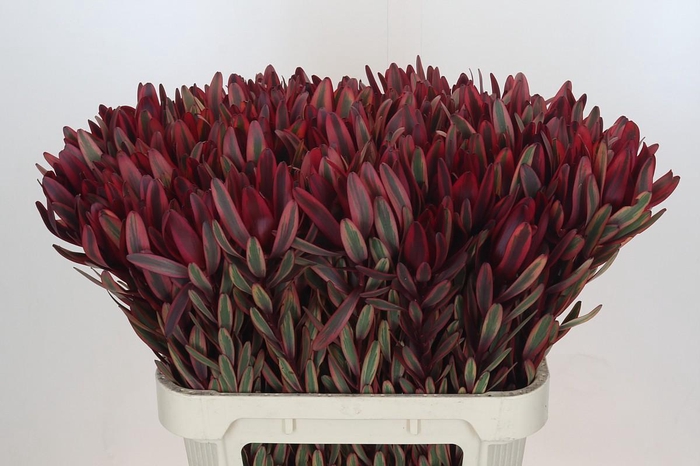Leucadendron Jester