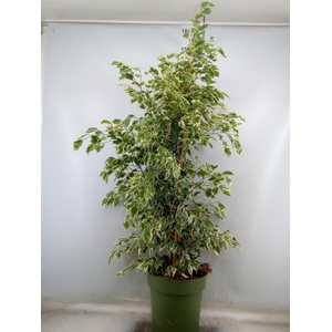 Ficus benja. 'Starlight'