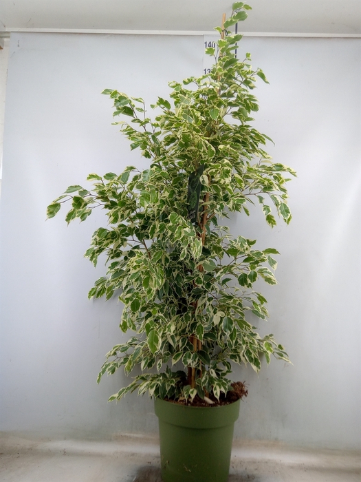 <h4>Ficus benja. 'Starlight'</h4>