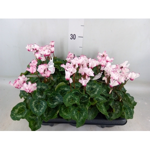 Cyclamen KL 'Metis Victoria Outsta'