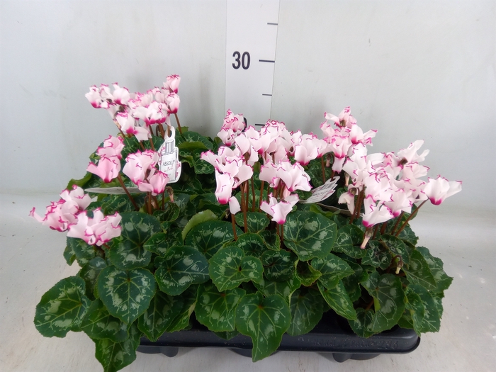 <h4>Cyclamen KL 'Metis Victoria Outsta'</h4>