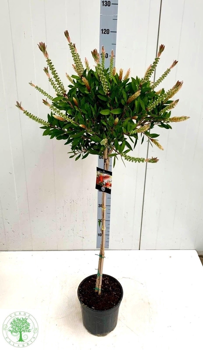 <h4>CALLIS CI SPLENDENS</h4>