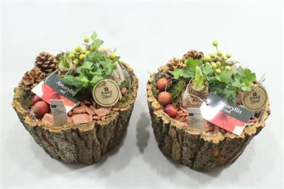 <h4>4128 SCHORS SCHAAL AMAR</h4>