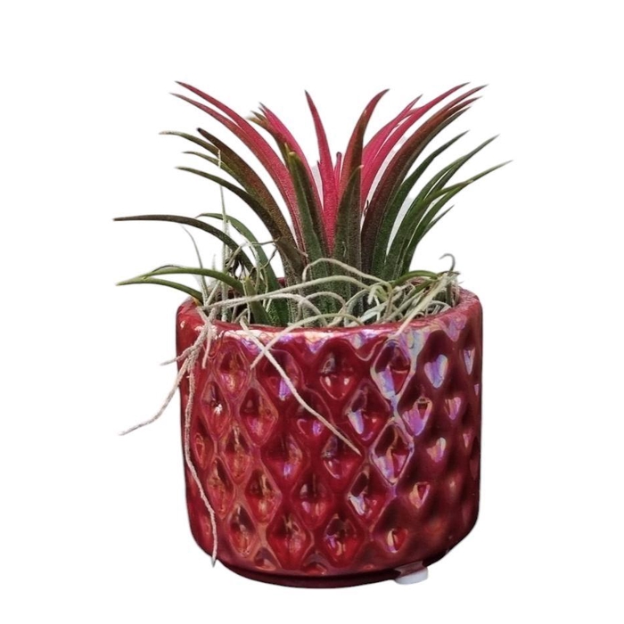 <h4>ARR TILLANDSIA</h4>