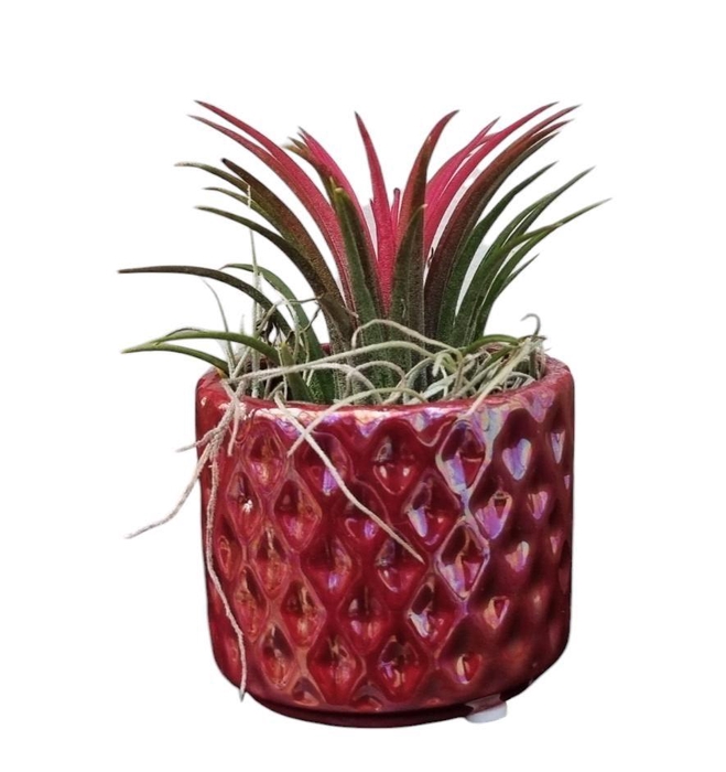 <h4>Tillandsia diamond red pot</h4>