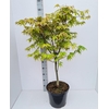 Acer palmatum Osakazuki