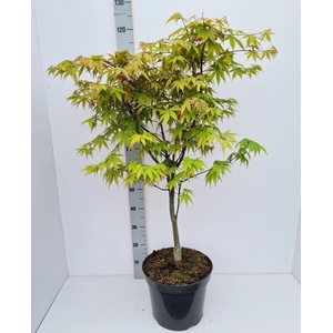 Acer palmatum Osakazuki