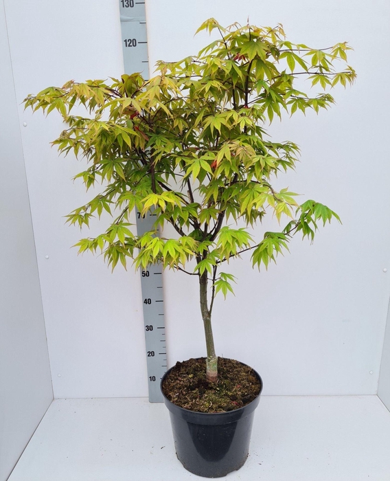 Acer palmatum Osakazuki