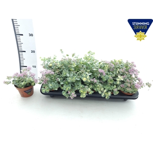 SEDUM SI MEDIOVARIEG