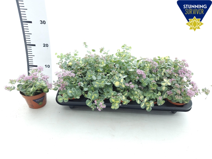 <h4>SEDUM SI MEDIOVARIEG</h4>