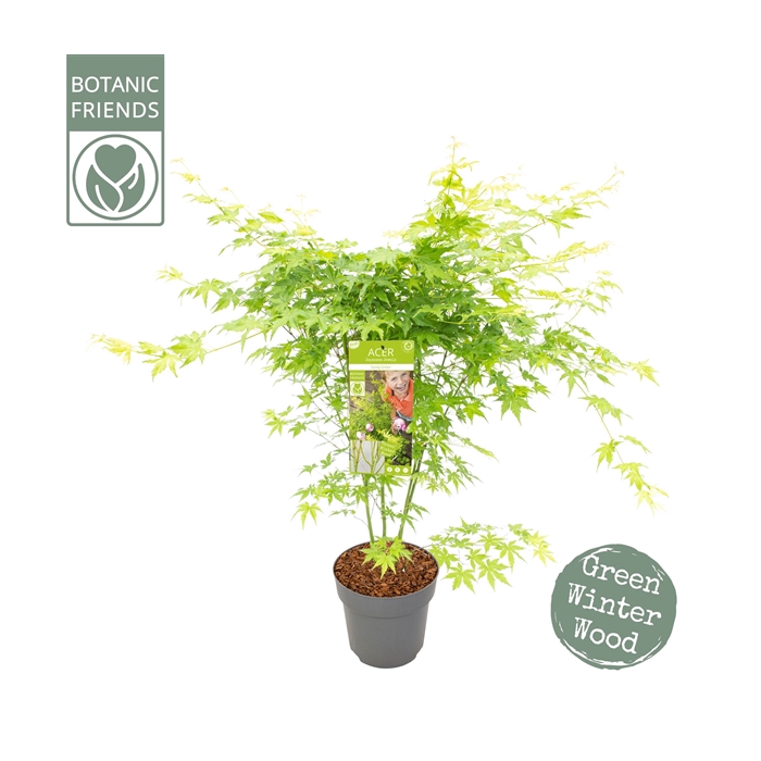 <h4>Acer palm. 'Going Green'®</h4>
