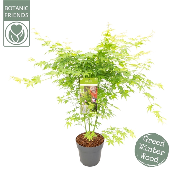 <h4>Acer palm. 'Going Green'®</h4>