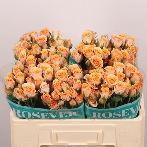 R TR BABY ROSEVER