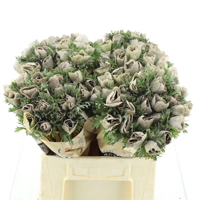 <h4>Anemone Powder Maron</h4>