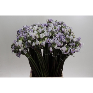 Ornithogalum coloured H%