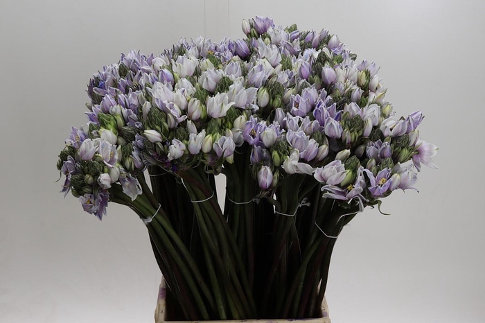 <h4>Ornithogalum coloured H%</h4>