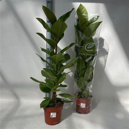 Fic Altissima 110cm