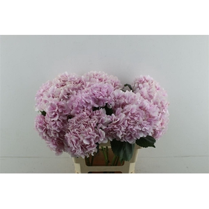 Hydr. M Dream Pink 60-17