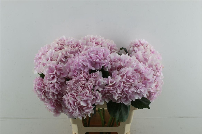 <h4>Hydr. M Dream Pink 60-17</h4>