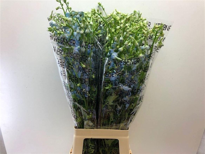 <h4>DELPH EN BALLKLEID</h4>