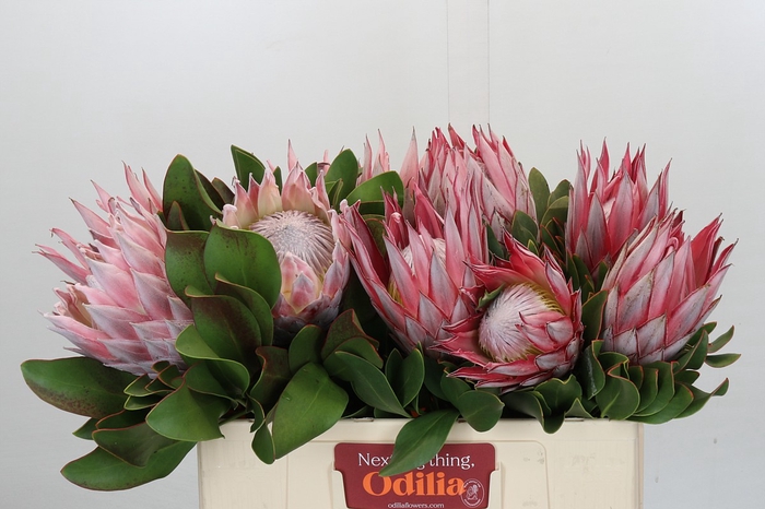 <h4>Protea Cynaroides</h4>