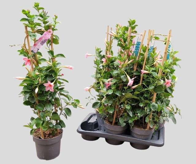 <h4>MANDE SUN CR PINK</h4>
