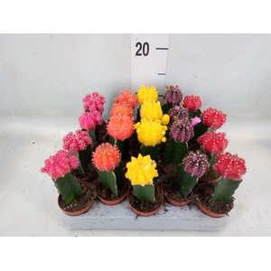 Gymnocalycium mihanov. 'Japan'  mix
