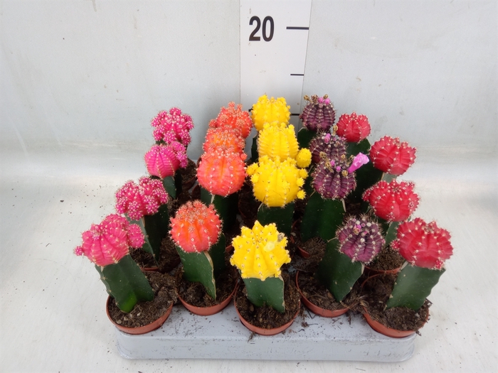<h4>Gymnocalycium mihanov. 'Japan'  mix</h4>