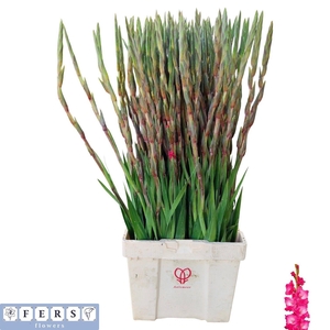 GLAD GR FAIRYTA PINK