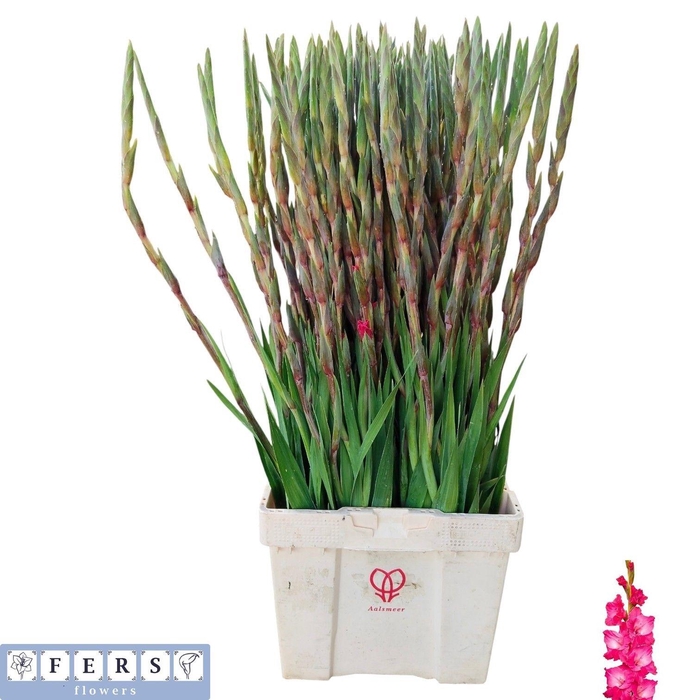 <h4>GLAD GR FAIRYTA PINK</h4>