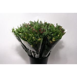 Mono Alstroemeria ass x 10