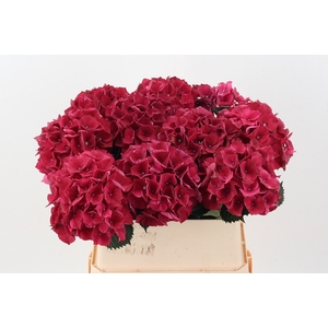 Hydr M Mag Rubyred